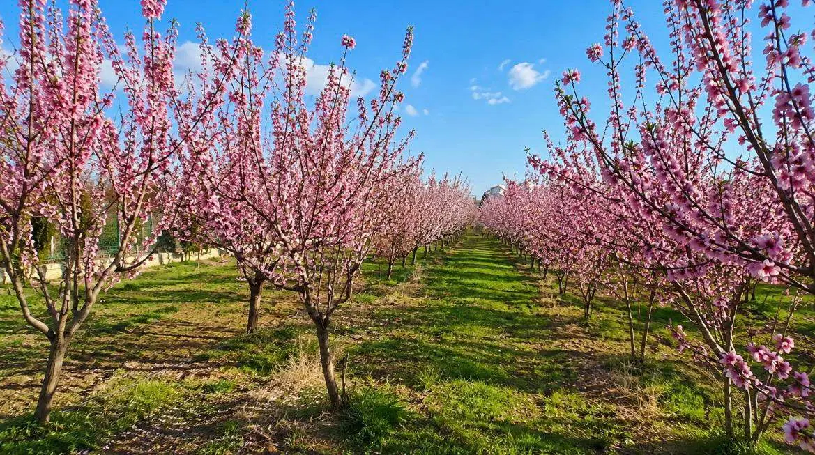 فروش باغ میوه در محدوده میدان مینودر