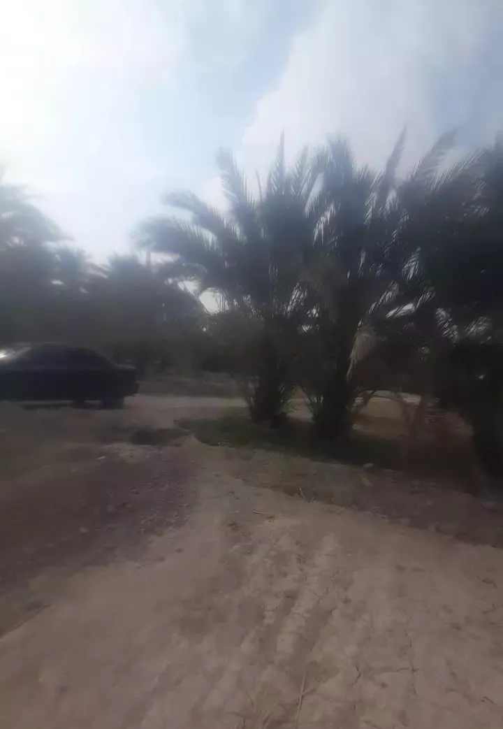 زمین کشاورزی بادرخت خرما