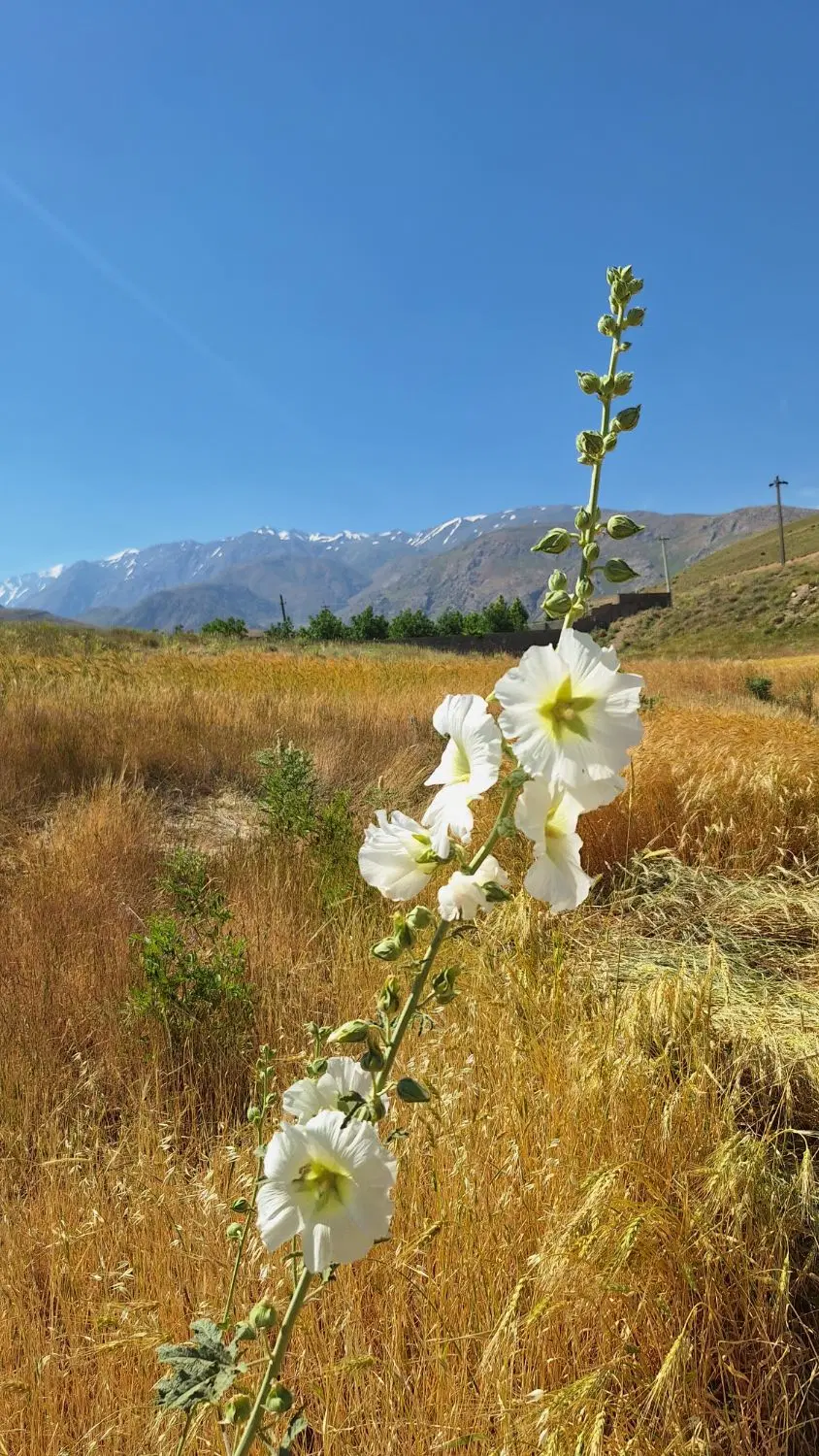 زمین کشاورزی مناسب باغ و غیر...