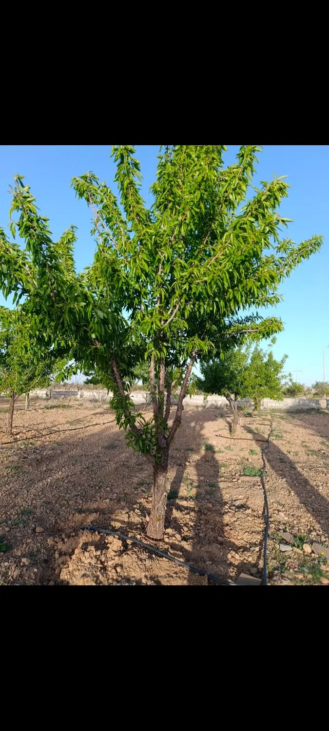 مزرعه ی بادام