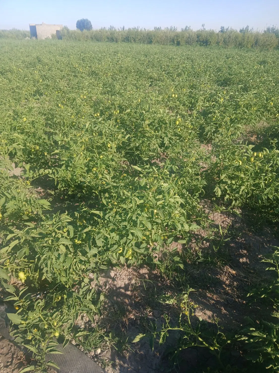 اجاره مزرعه گوجه فرنگی