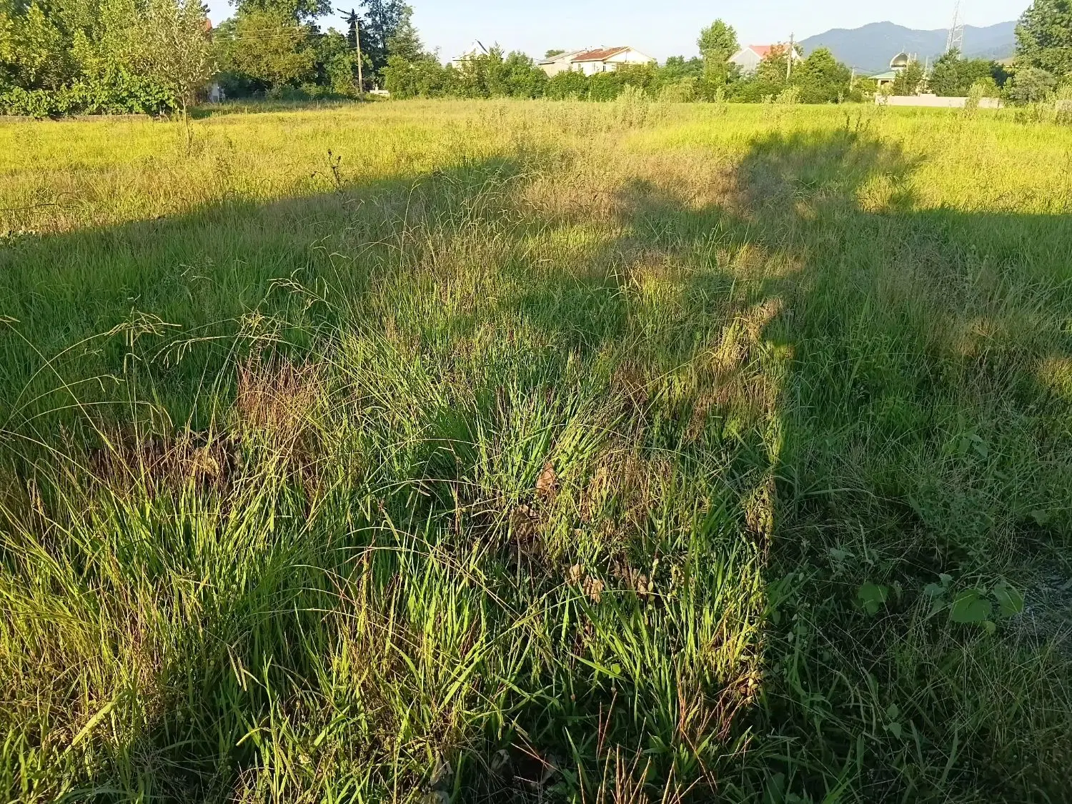 زمین زراعی ۲۵۰متر