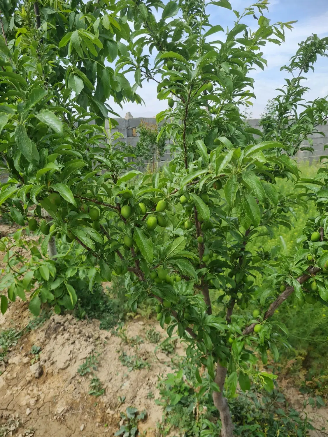 فروش باع