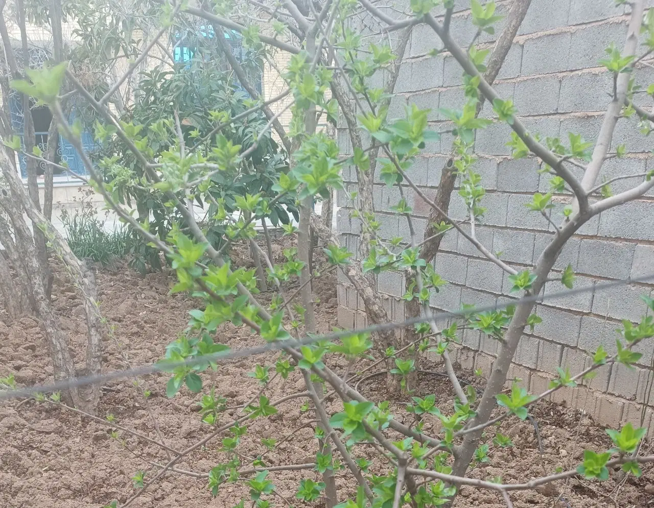 ویلایی حاشیه اصلی ورودی  قلات شیراز
