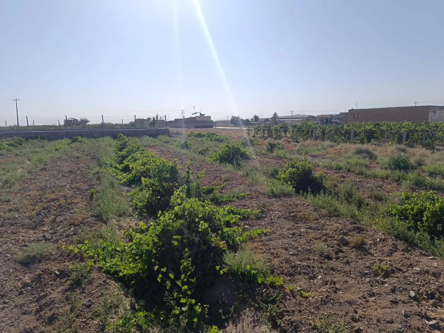 باغ انگوری  ۴۲۰۰متر
