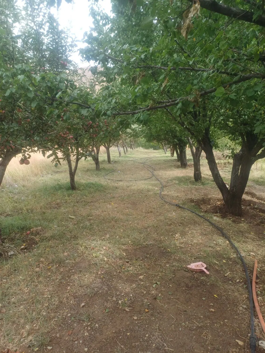 باغ جاده بیجار نرسیده به پاپایی