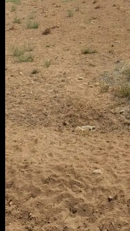 سه هکتار زمین بر ساوه و چهار دانگه