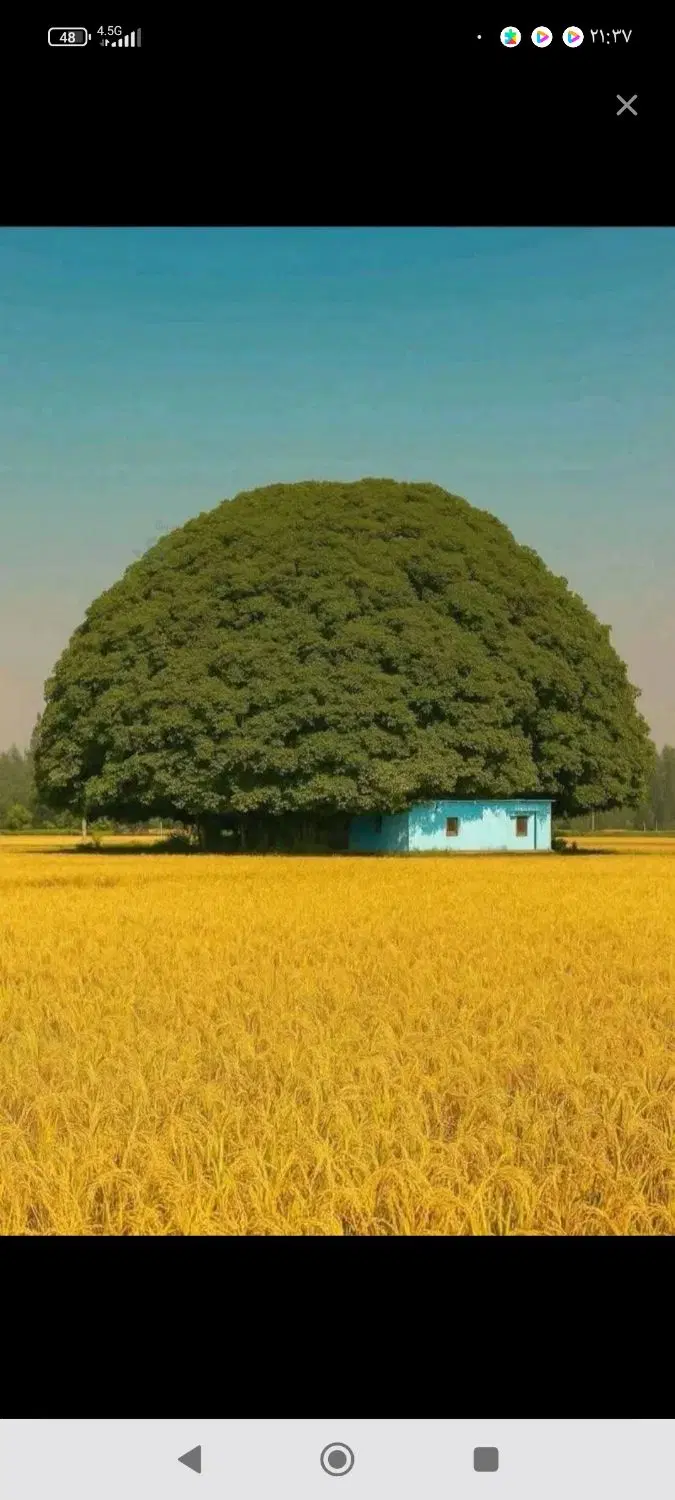 فروش زمین نرگه ۶۶۶متر
