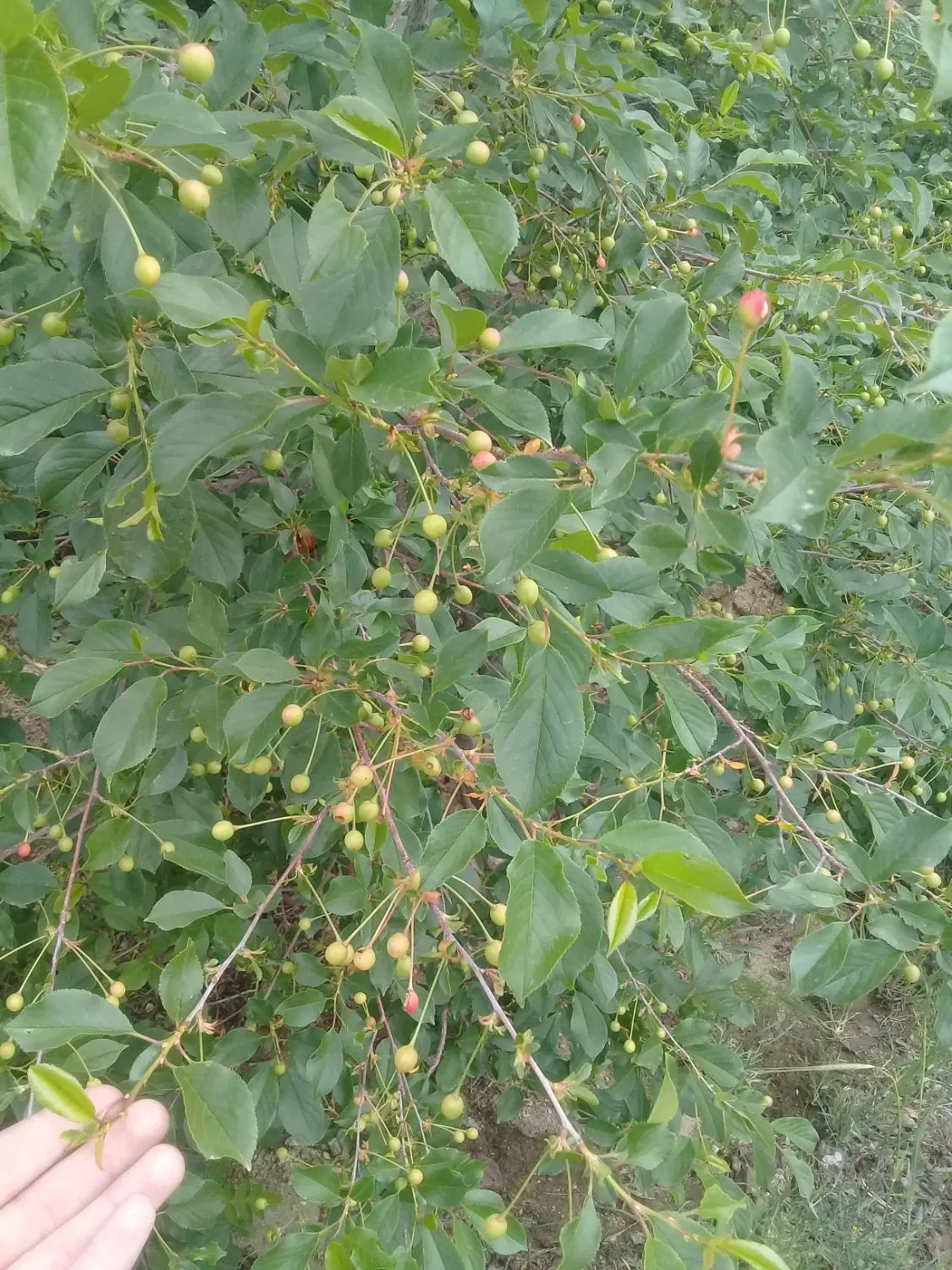 کشاورزی پر محصول