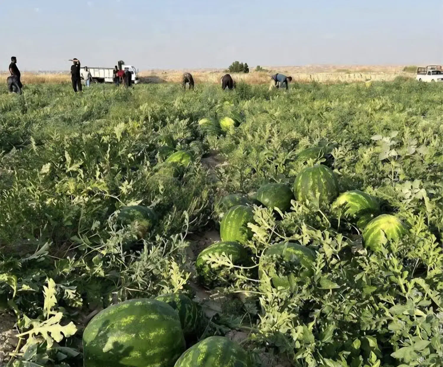 اجاره زمین کشاورزی