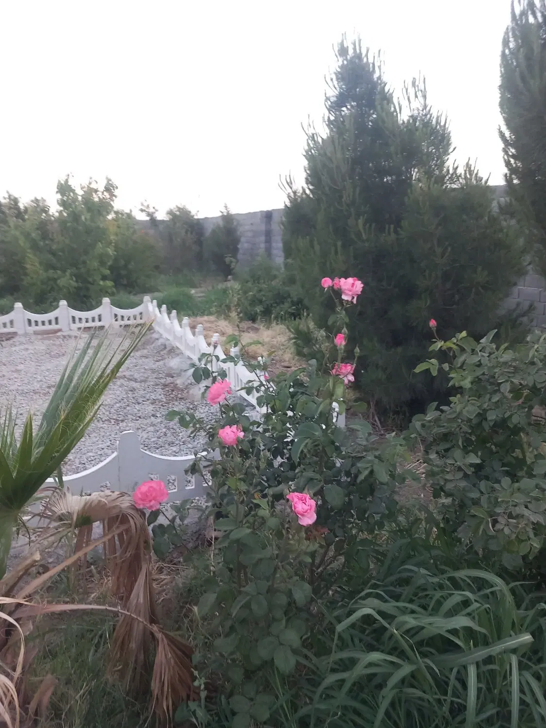 باغچه سند تک‌برگ کنتور آب برق