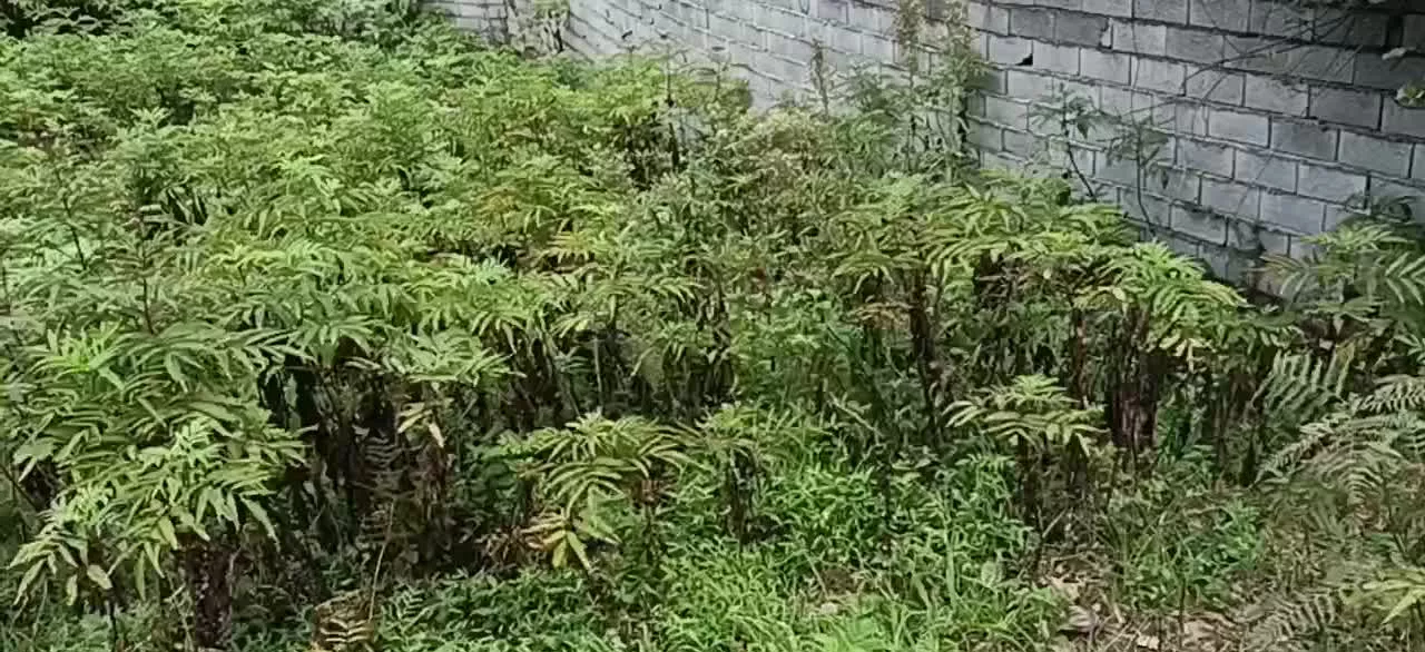زمین مسکونی ۴۱۷ متری