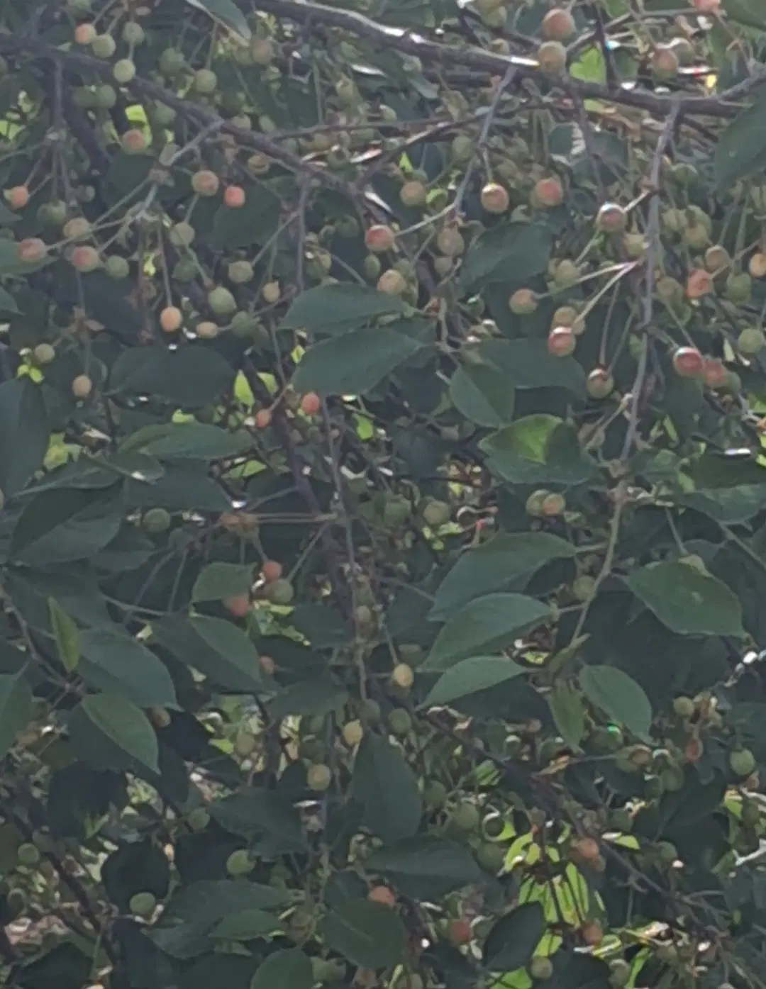 باغ آلبالو در چناران