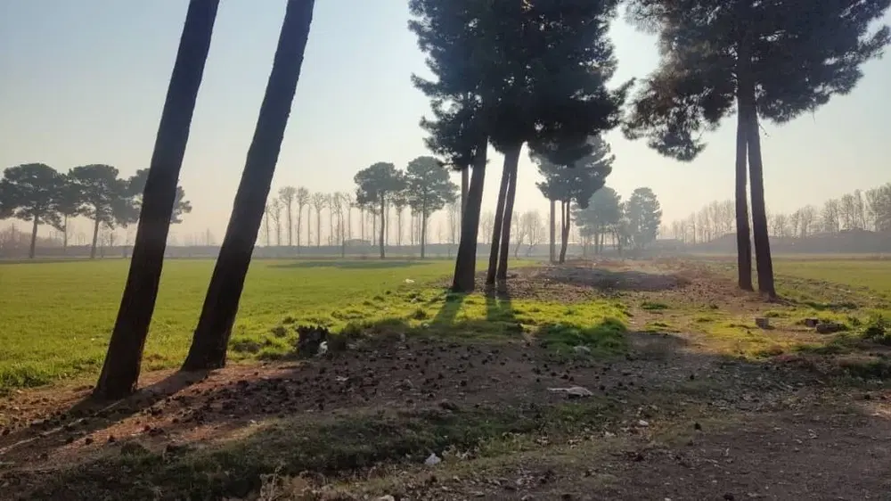 زمین چهار دیواری کشاورزی سند تک برگ شش دانک