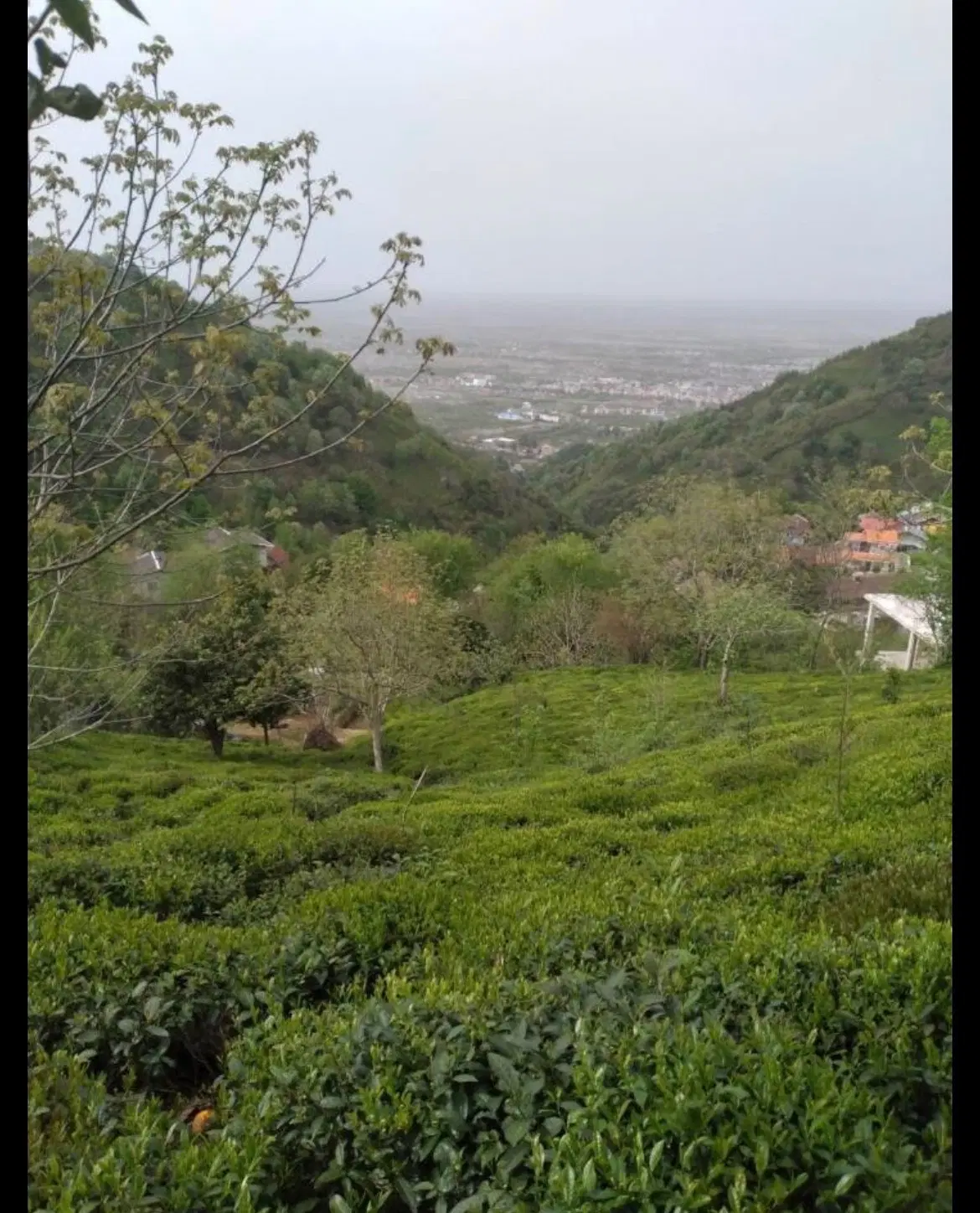 زمین باغ چای
