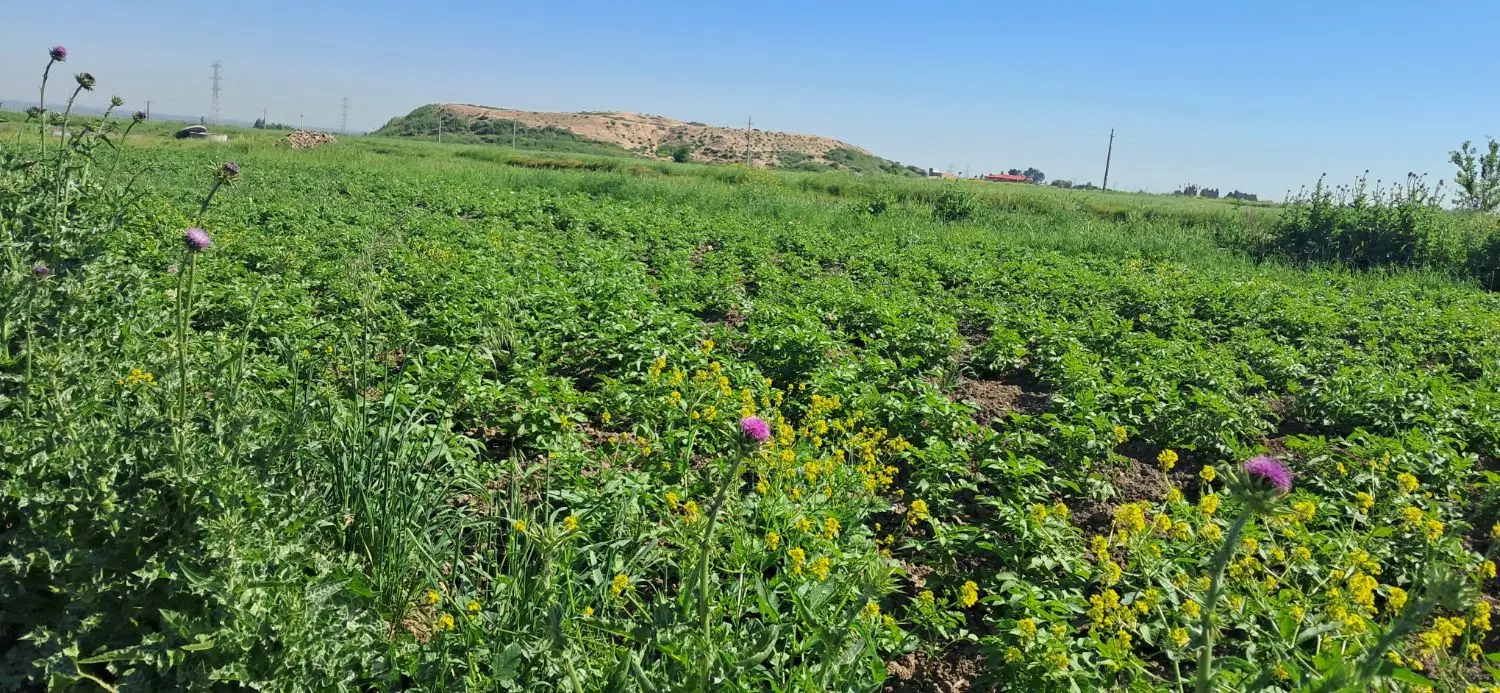 فروش زمین باغی
