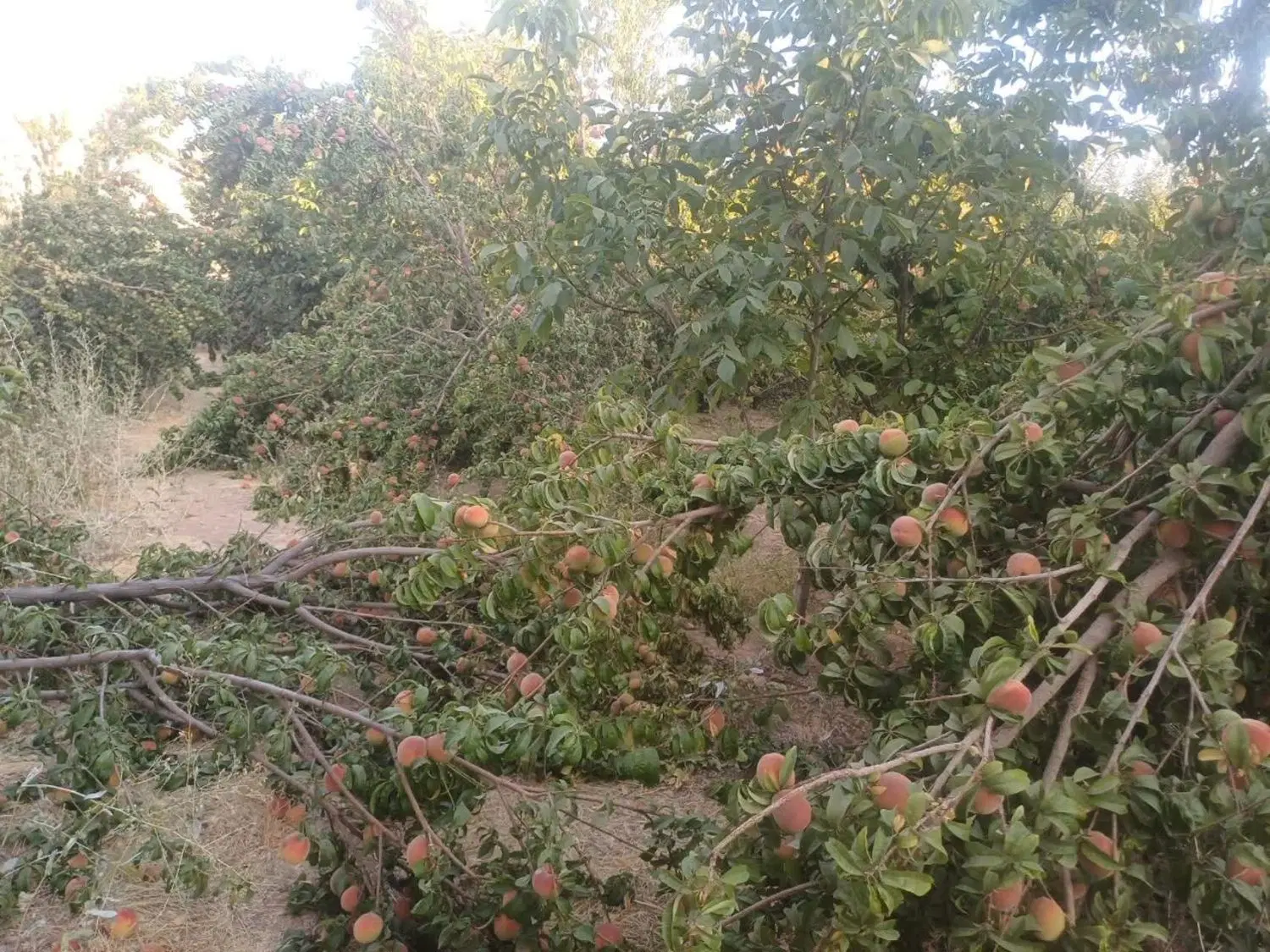 باغ میوه