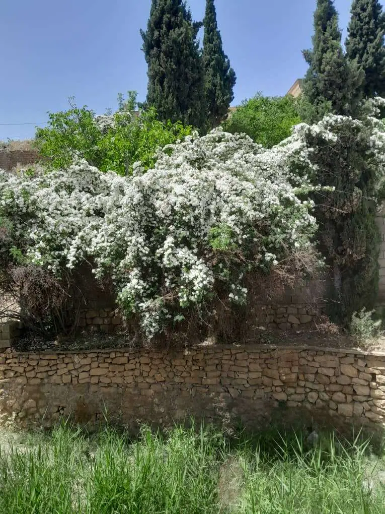270 متر زمین تجاری - مسکونی ارزنده در قلات