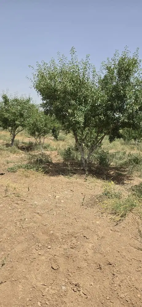 ۴ قطعه زمین باقی مانده از ۳۰ قطعه باغ شهری