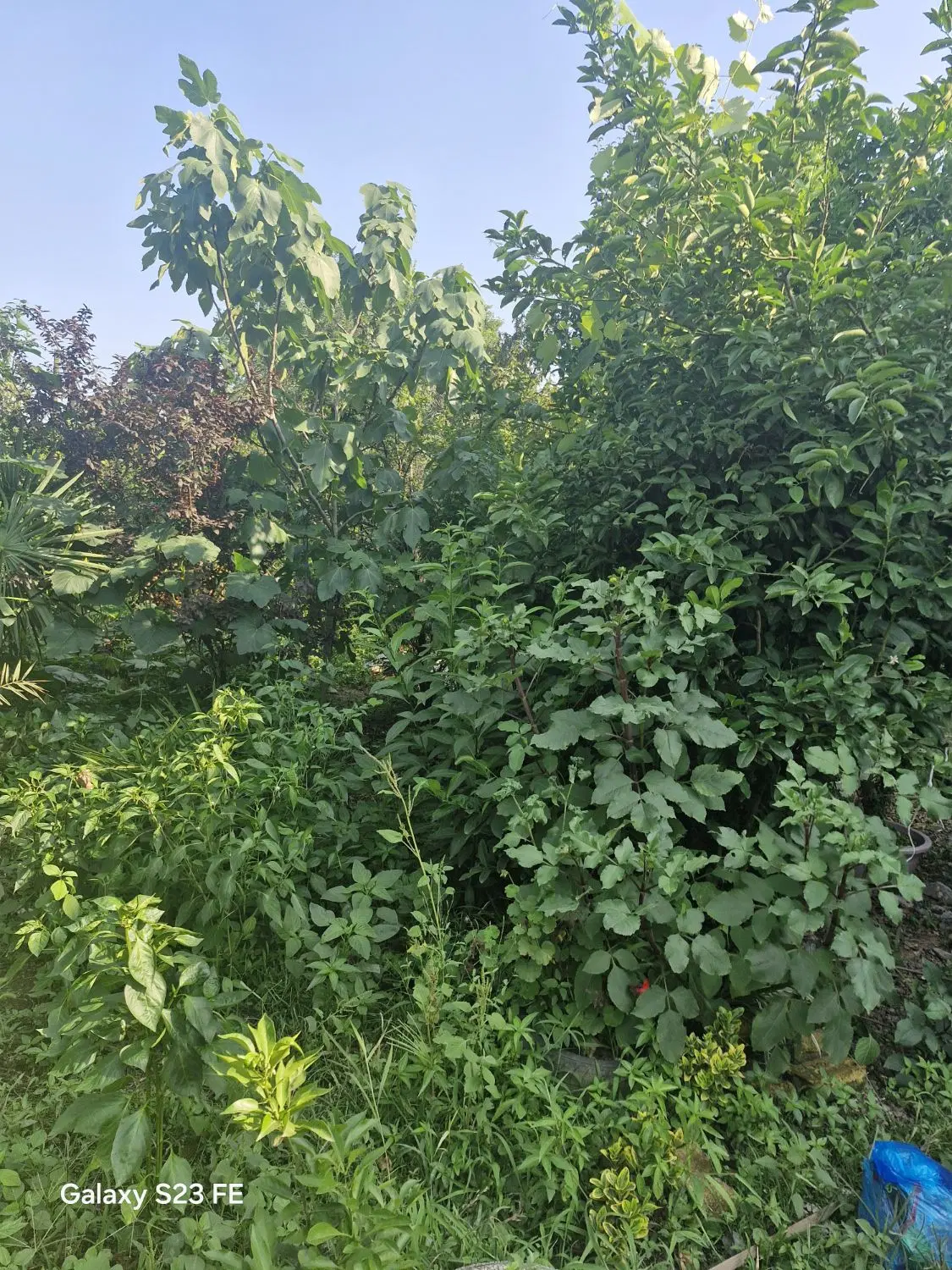 خانه ویلایی