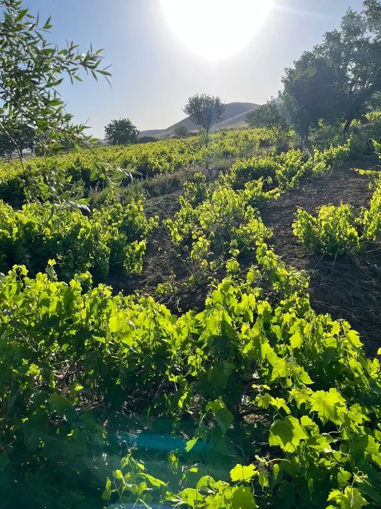 باغ انگور درجه یک