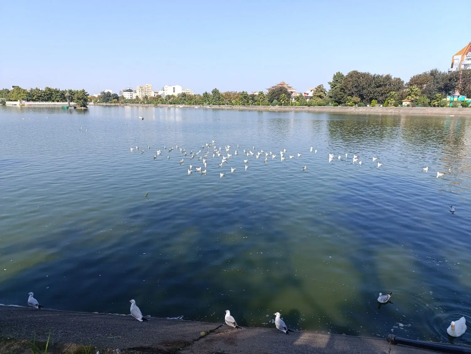 زمین پسته زارهمراه با مجوز چاه آب و مرغداری