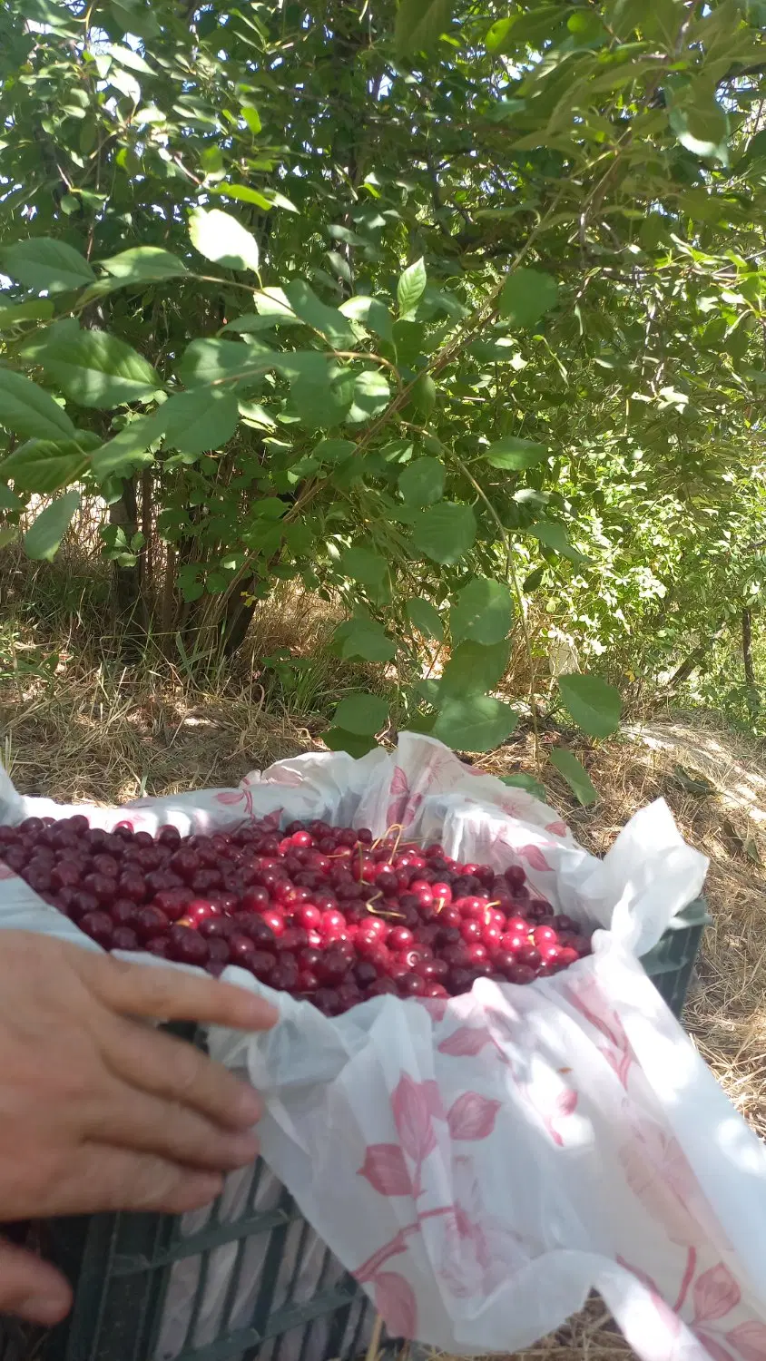 باغ ۱۰ من محلی