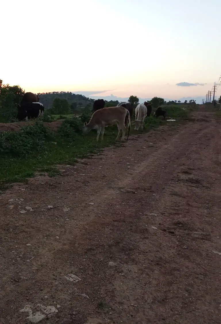 زمین فروشی