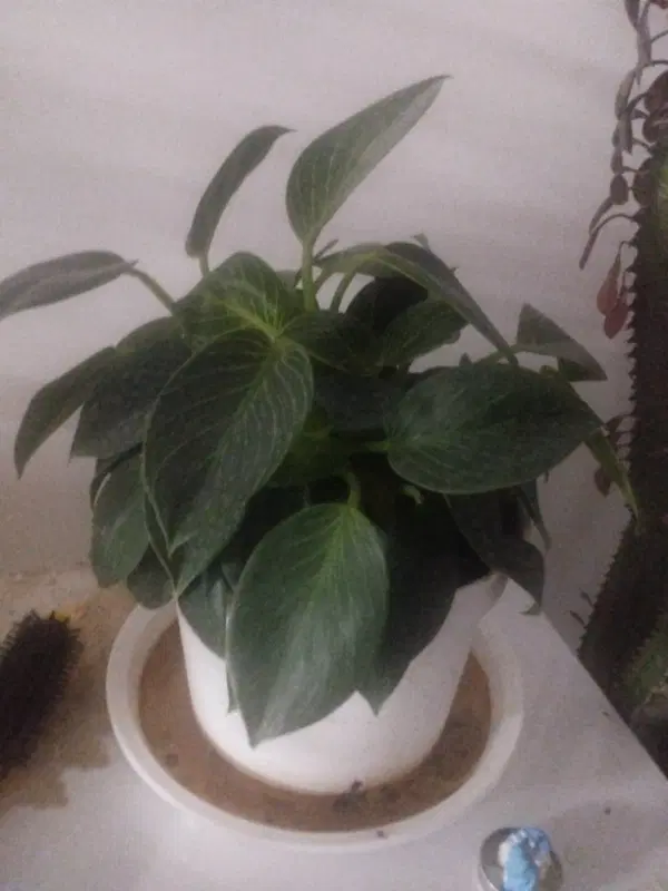 باغچه