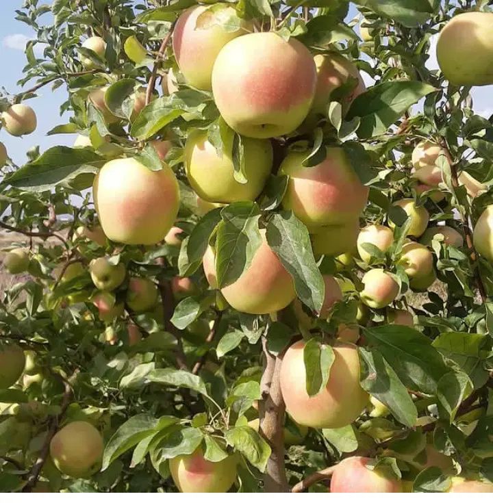 فروش باغ  در اراضی روستای سرج
