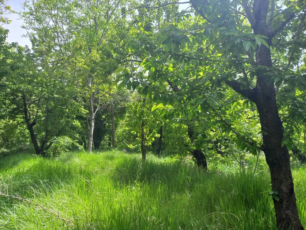 فروش زمین ارنگه