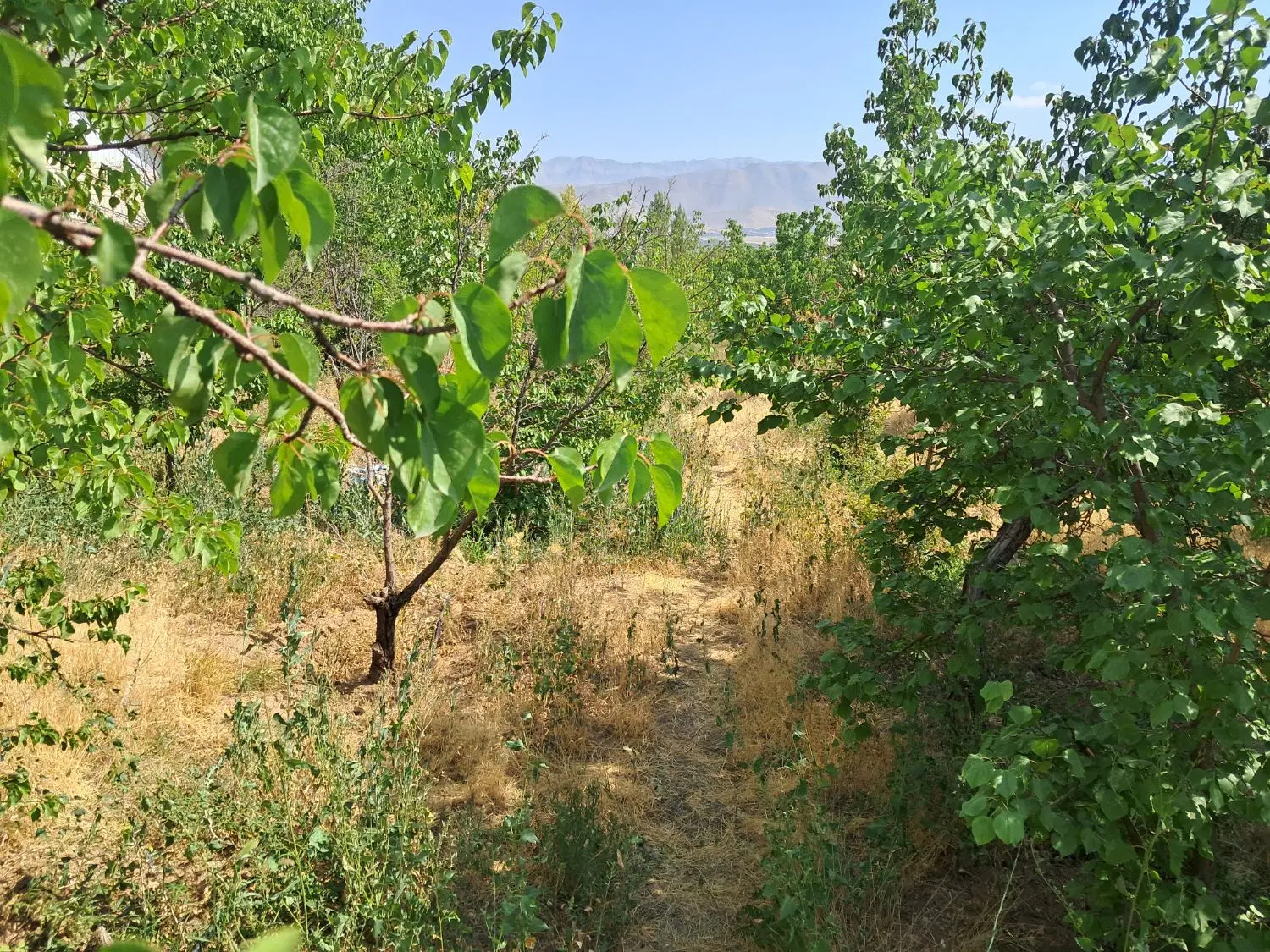 باغ  و زمین به متراژ2۰۰۰ متر هومند وادان