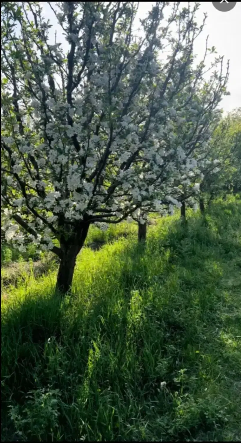 فروش باغ برای ویلا سازی