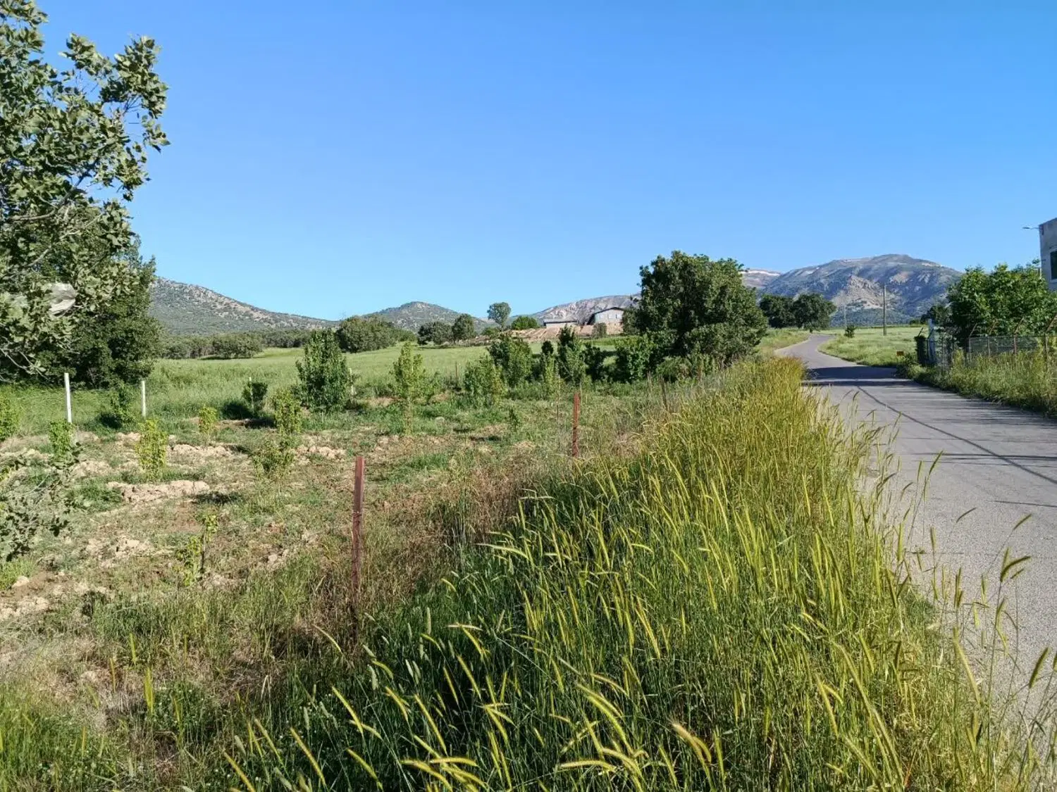 باغ گلابی روستای چنارکل