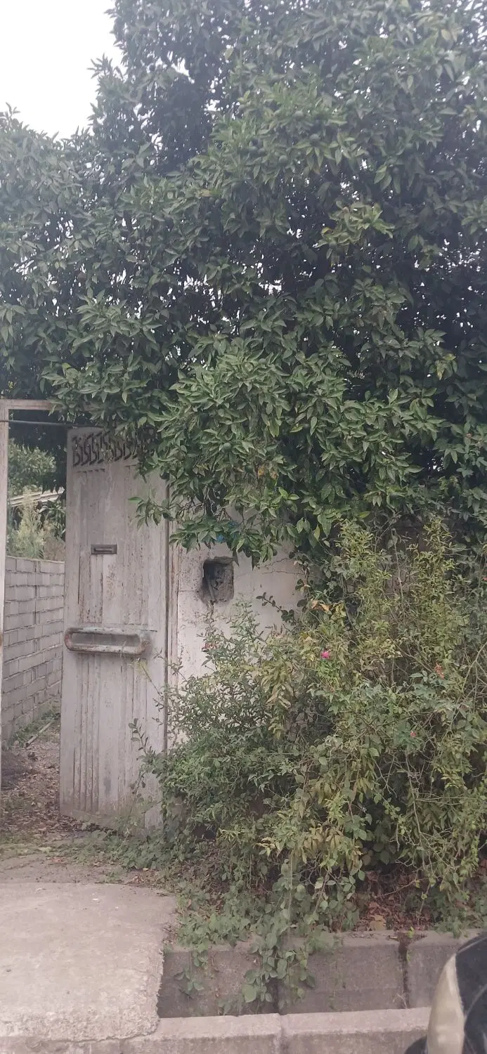 فروش ویلایی536متری هادی شهرنقیب کلا