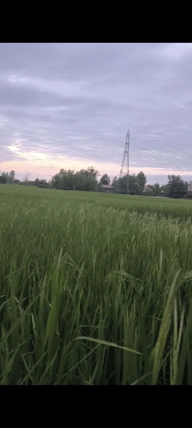 فروش شالیزار