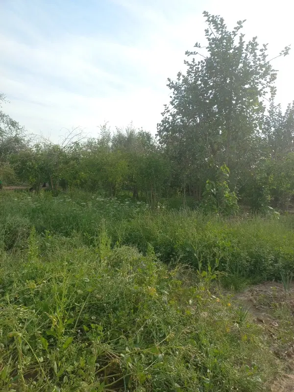 باغ ۱۲۰۰متر برای فروش
