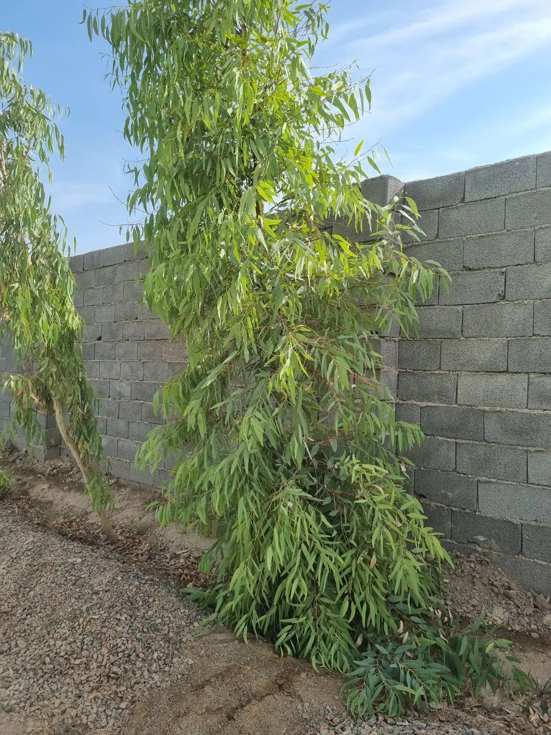 باغ ۵۰۰ متری درختی اصفهانک