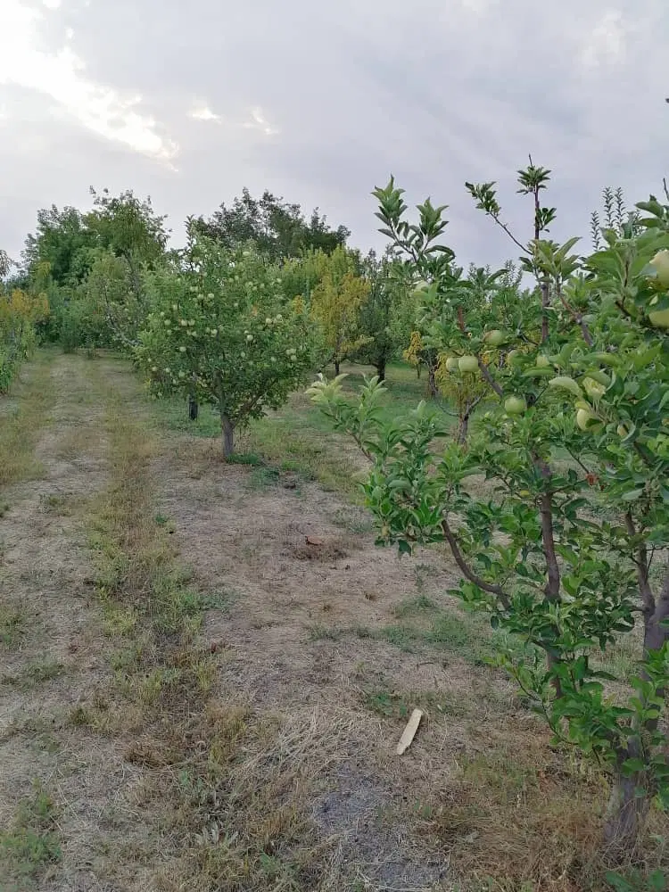 باغچه اردوشاهی