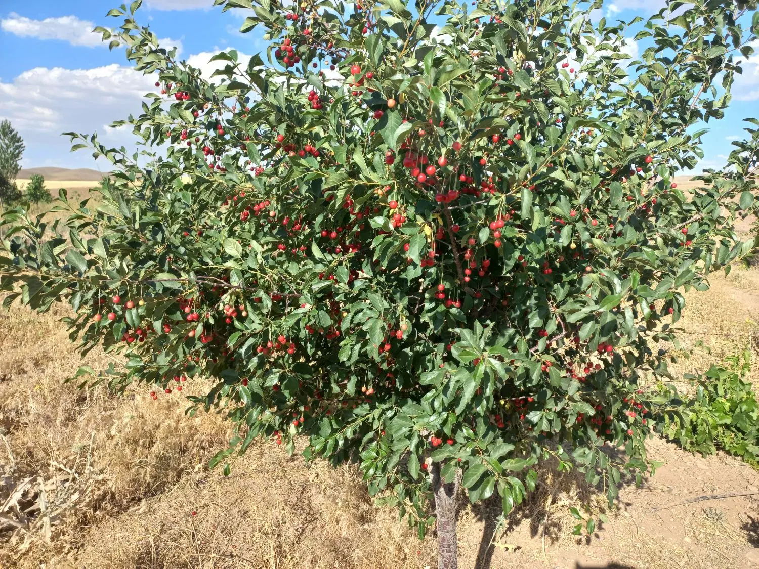 باغ و زمین کشاورزی