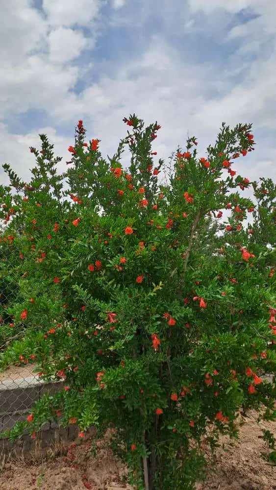 فروش زمین باغی