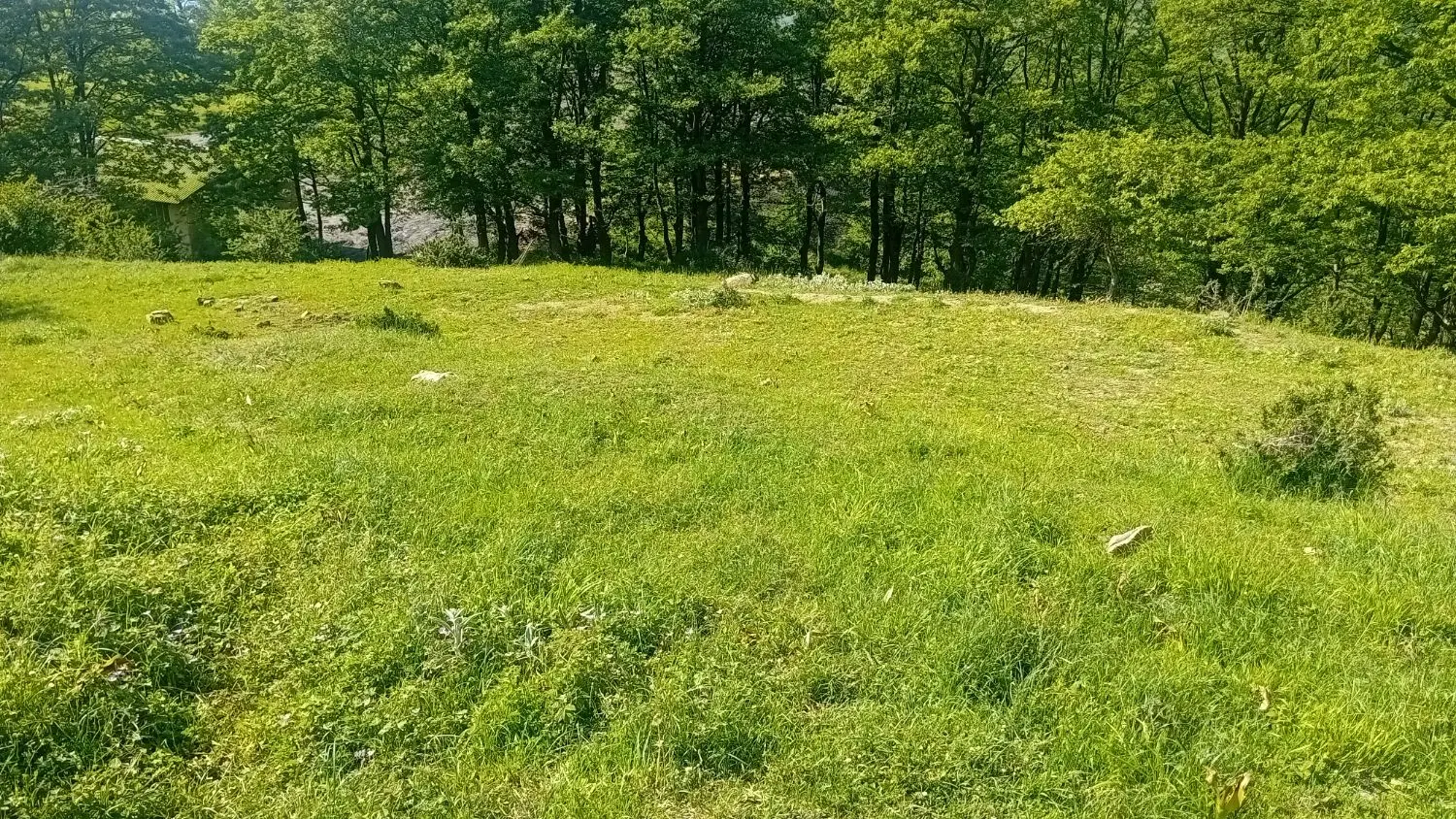 زمین باغی
