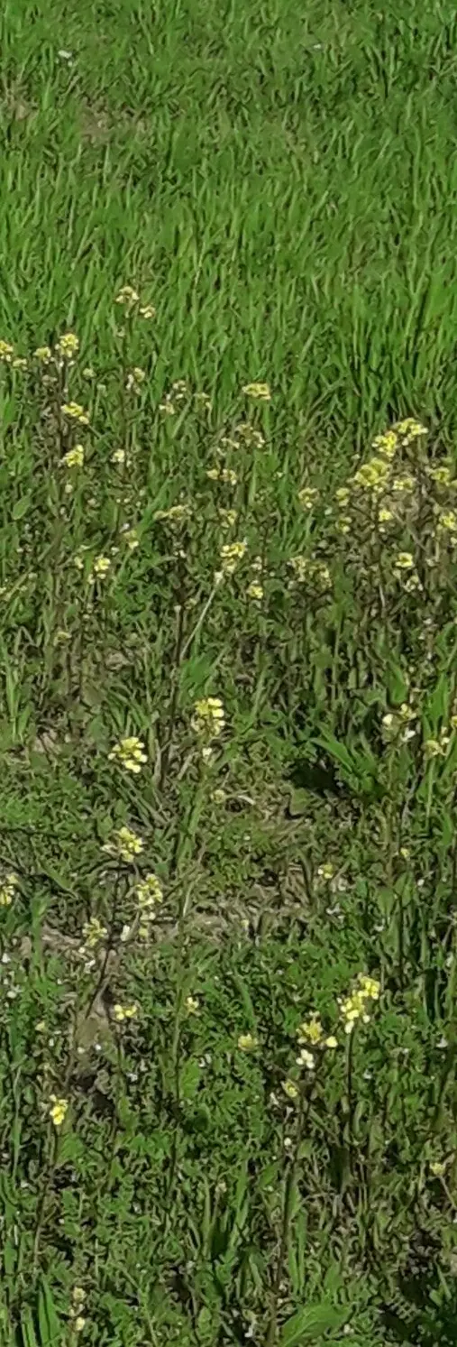 زمین ‌کشاورزی
