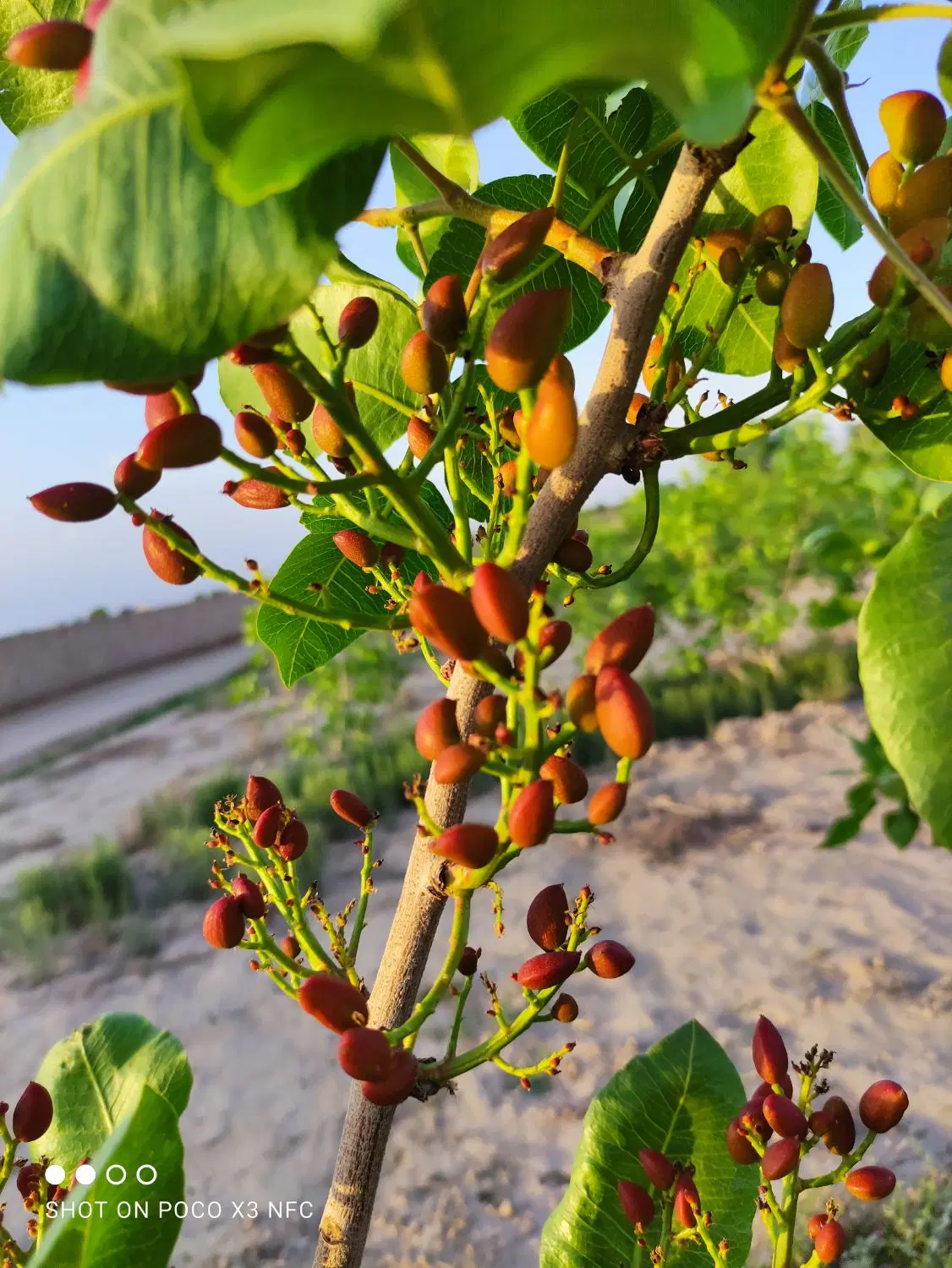 فروش باغ پسته