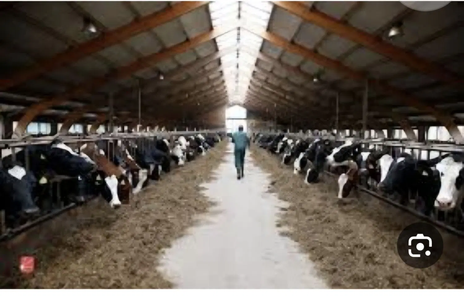رهن و اجاره گاوداری داده میشود
