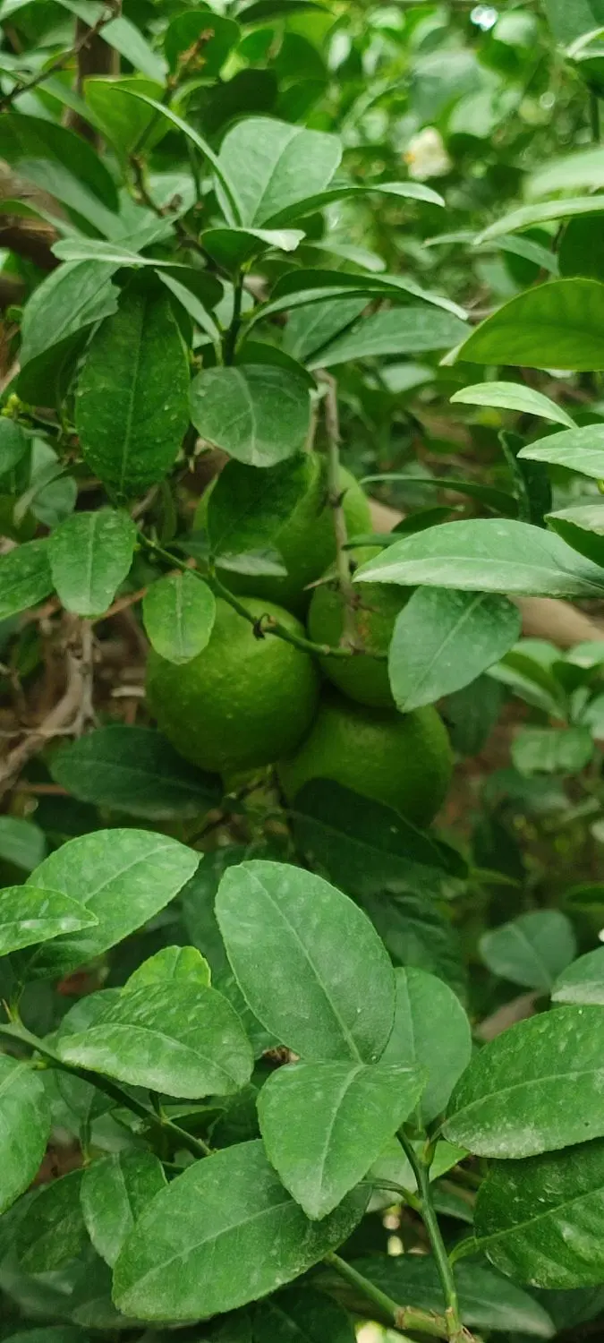 خانه باغ قله حیدری