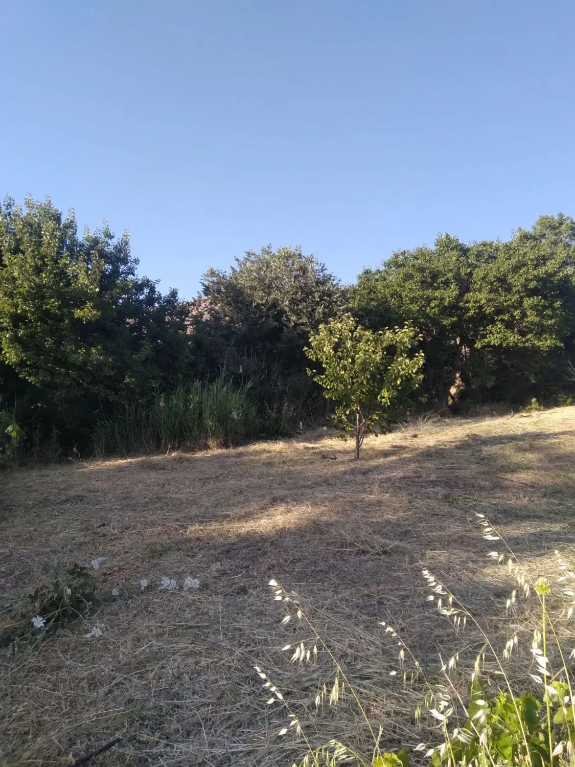 فروش زمین کشاورزی