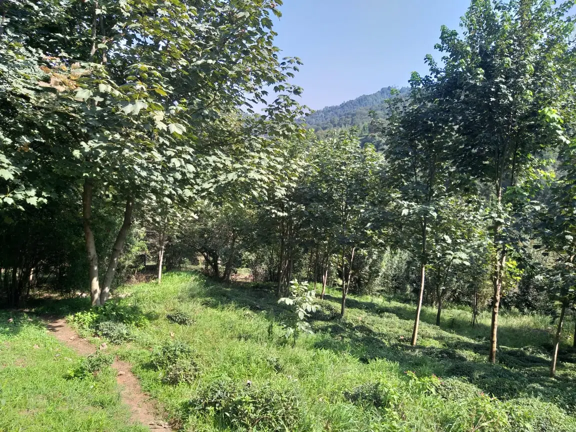 فروش خانه وزمین چای ۶۳۰۰متر در لاهیجان