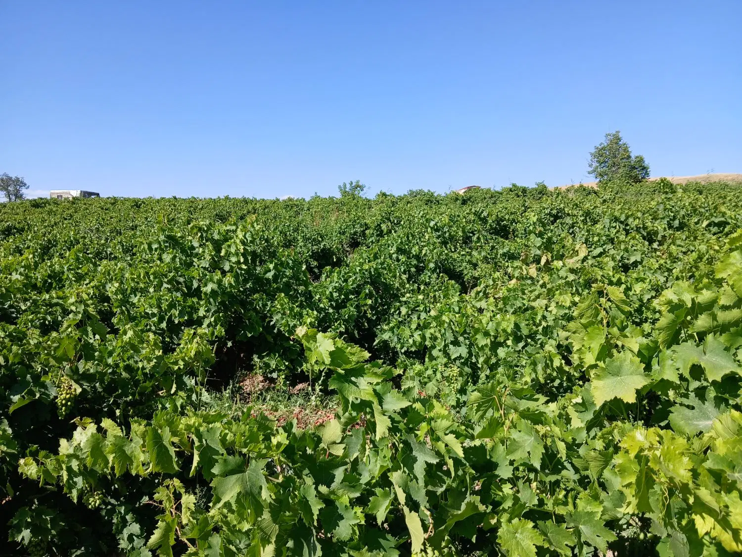 باغ انگور و بادام  جاده قدیم اراضی روستای گلی