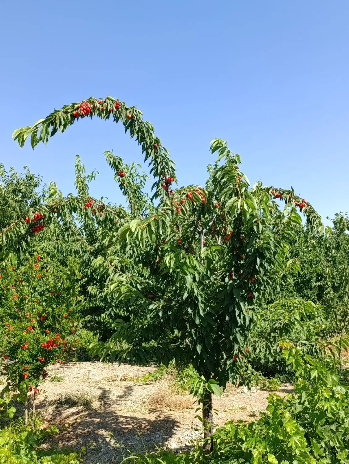فروش زمین کشاورزی اهنگران